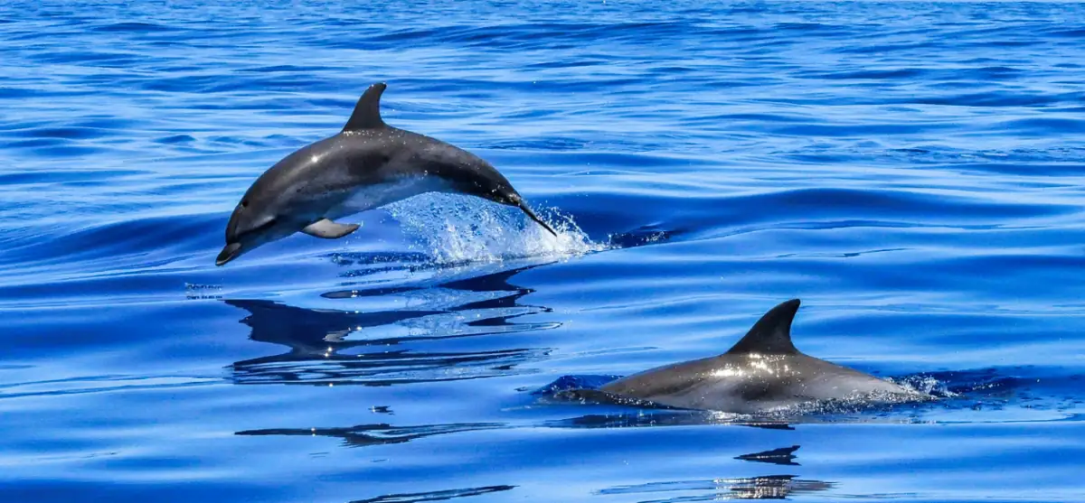 Paguera Excursion avec les dauphins
