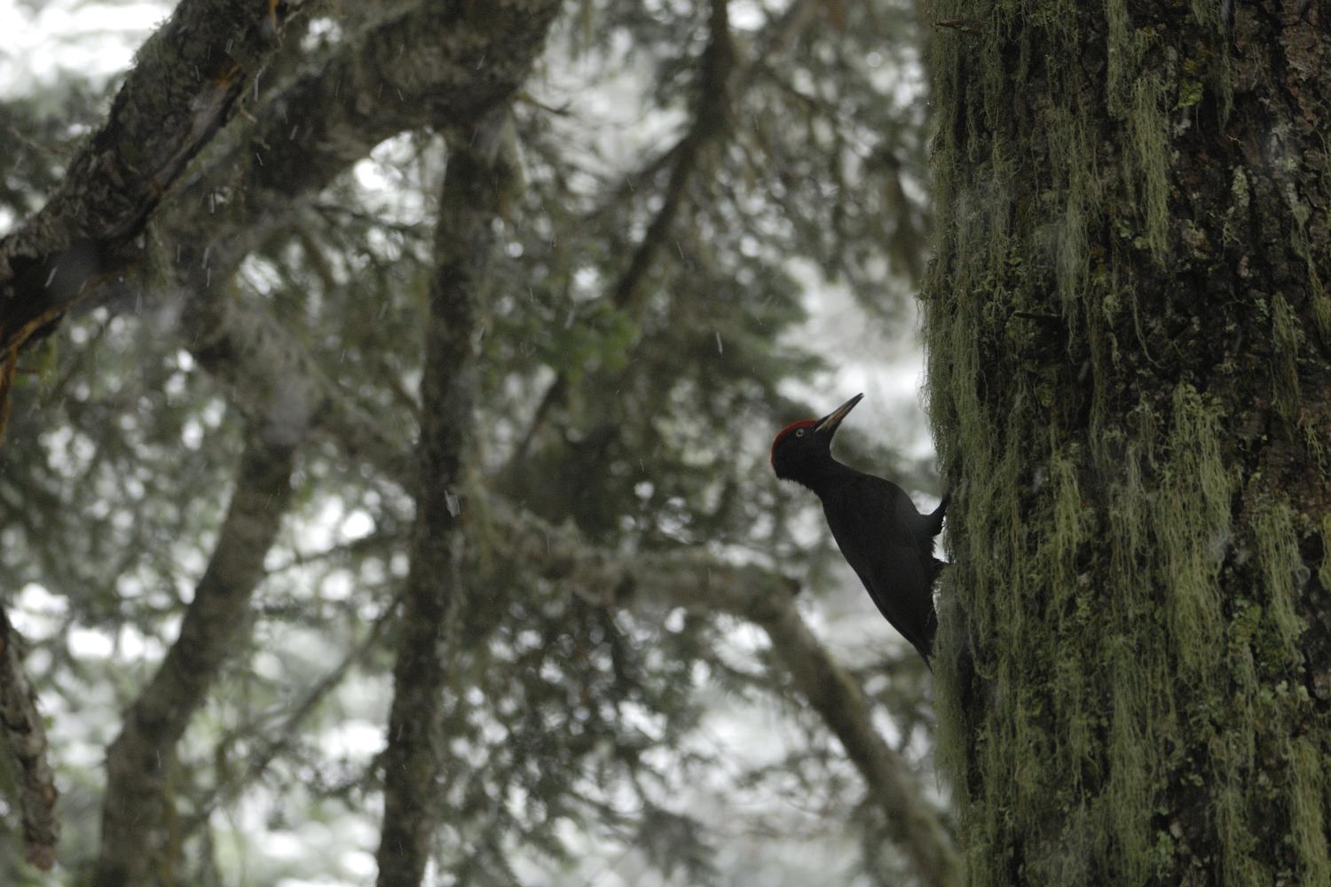 le Parc naturel de Redes pics noirs