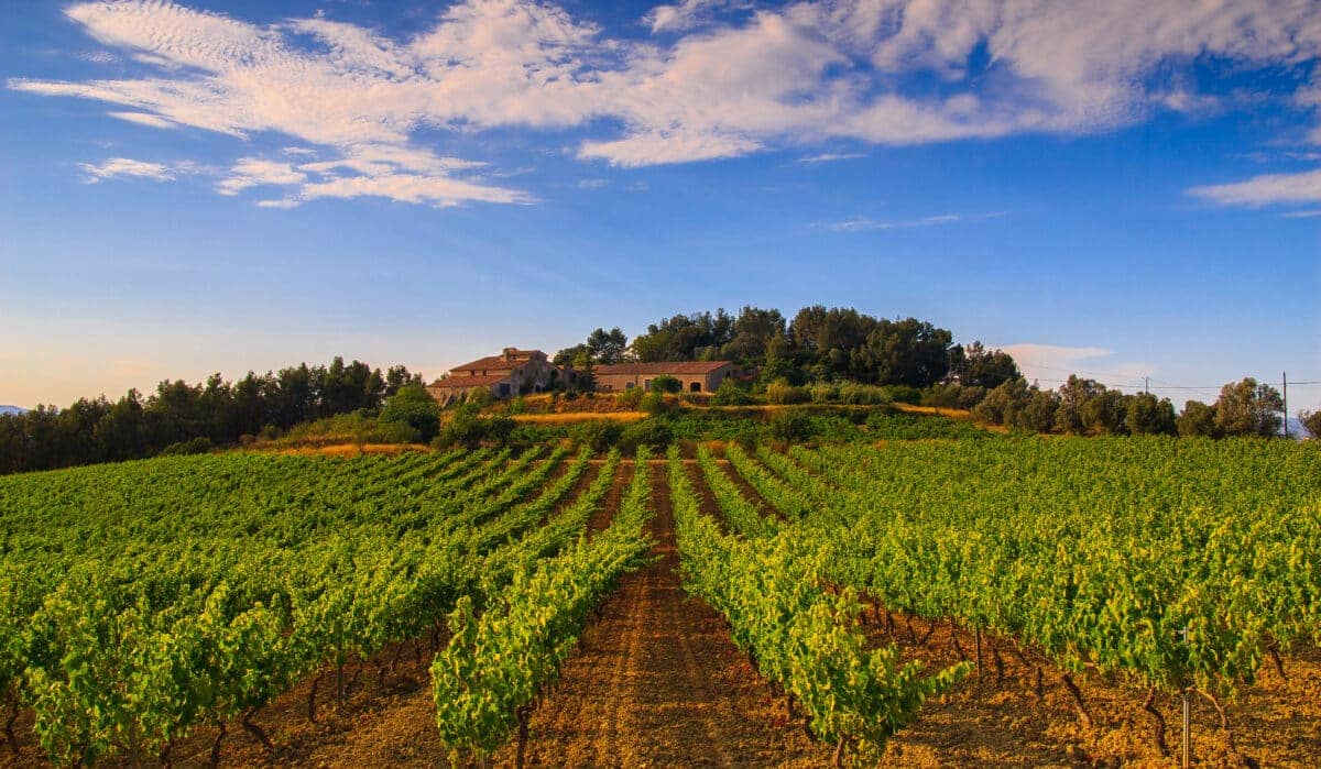 Vignobles catalans