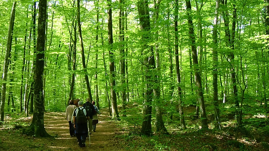 La Fageda d’en Jordà