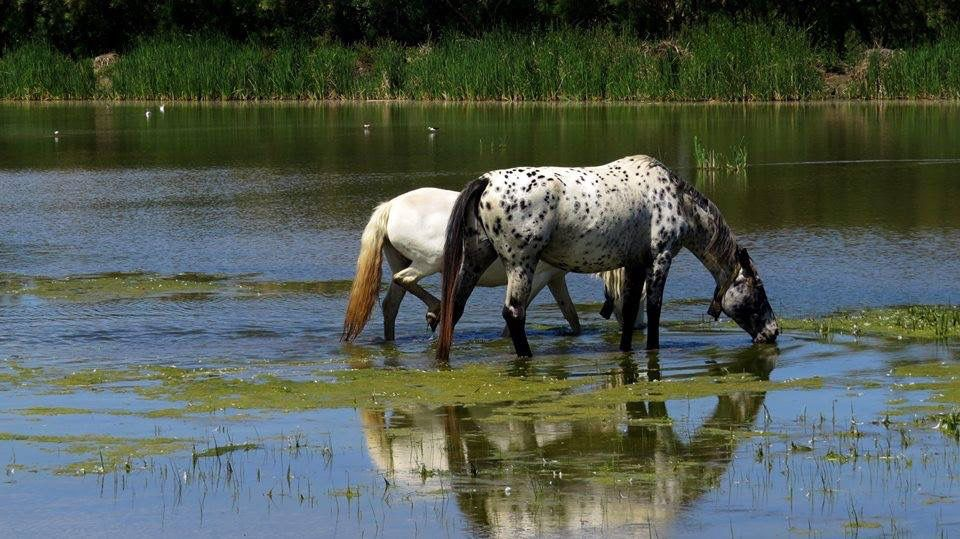 Chevaux de camargue