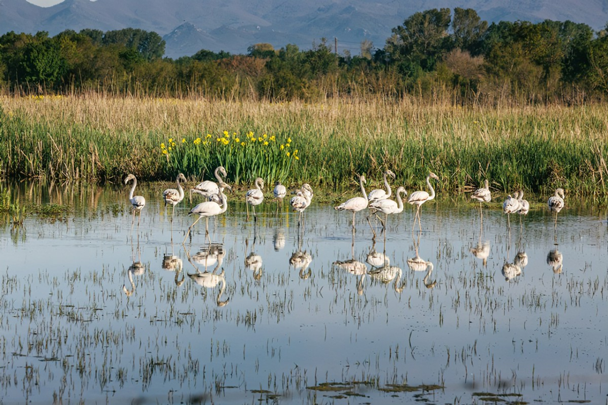 Espèces migratrices