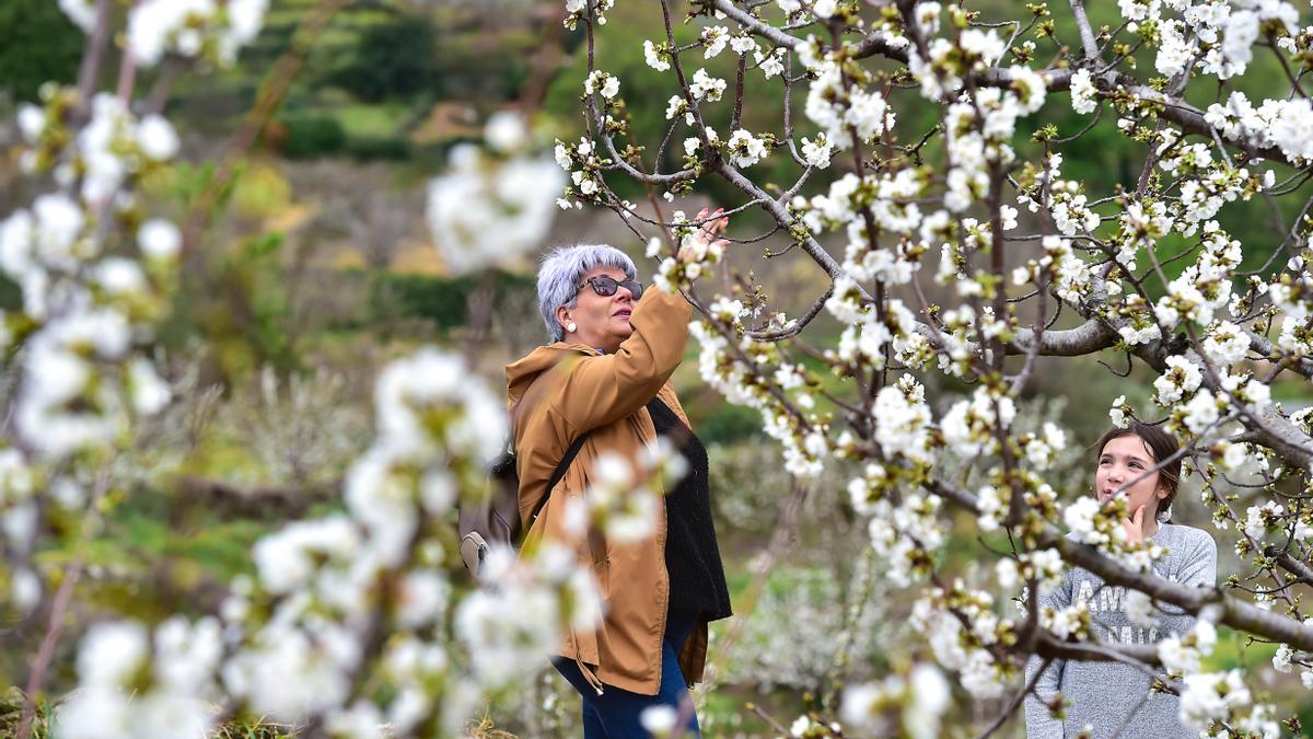 vallée du jerte fiesta del cerezo en flor