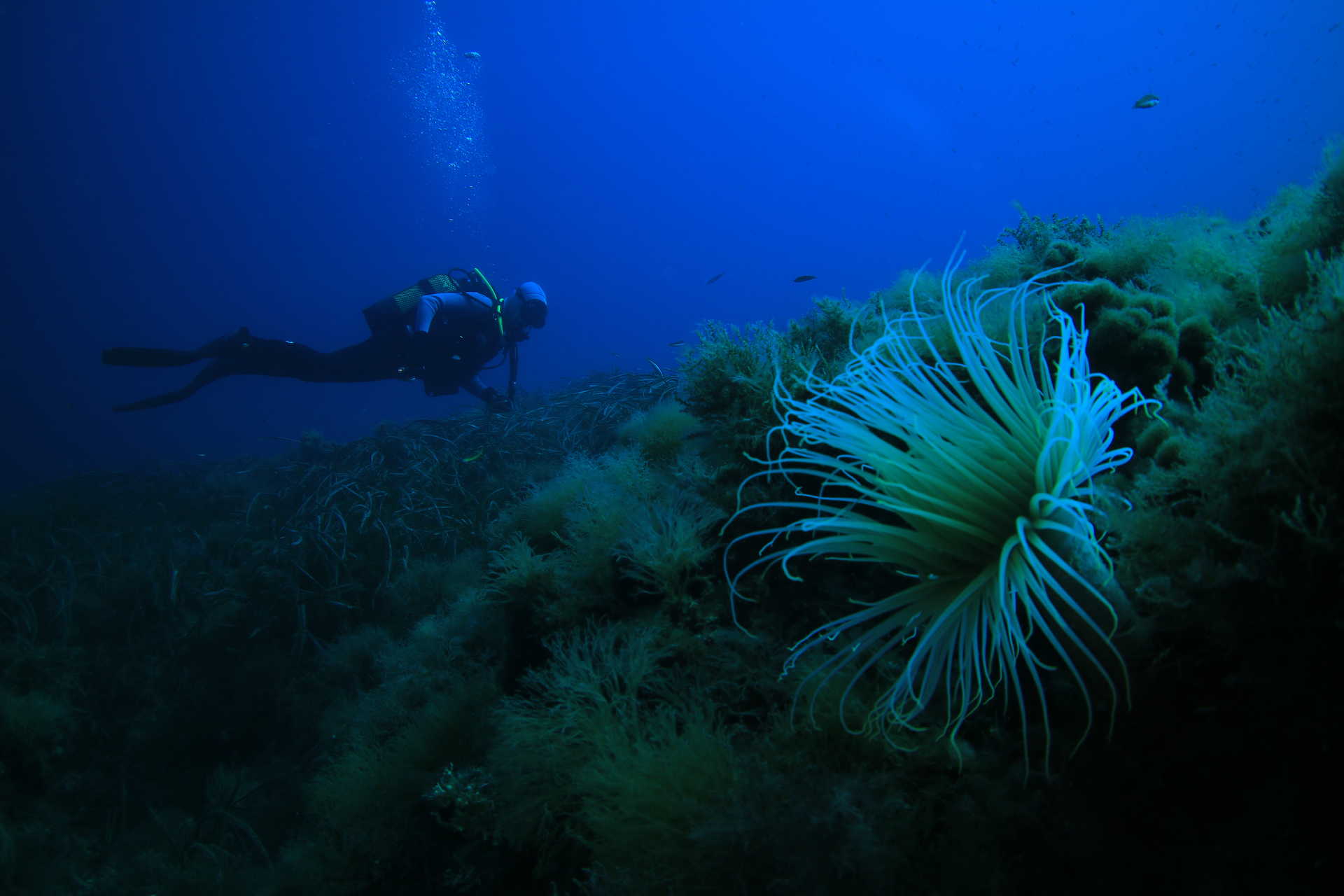 l’île de Tabarca réserve naturelle