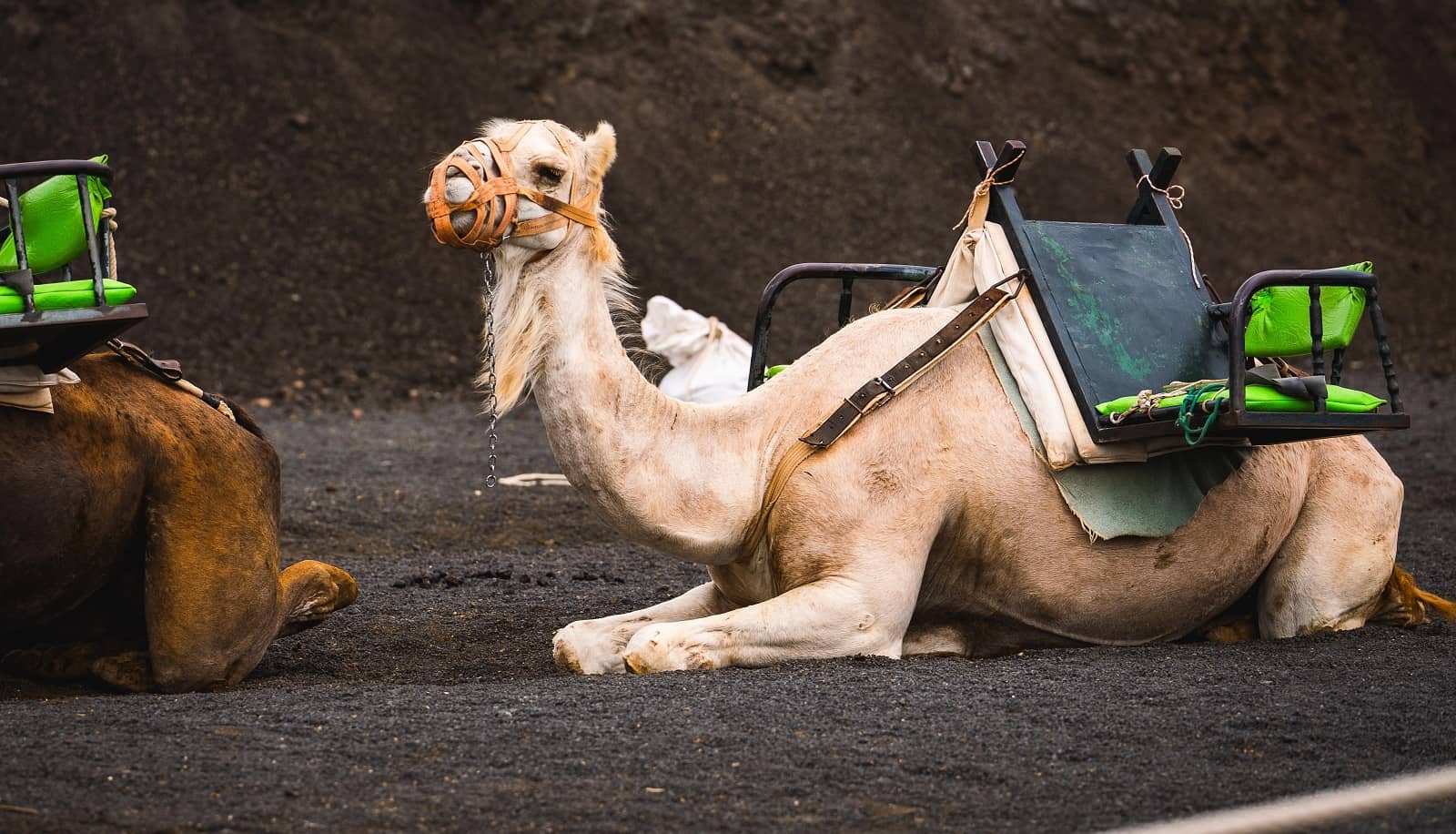 Ruta de los Volcanes dromadaire