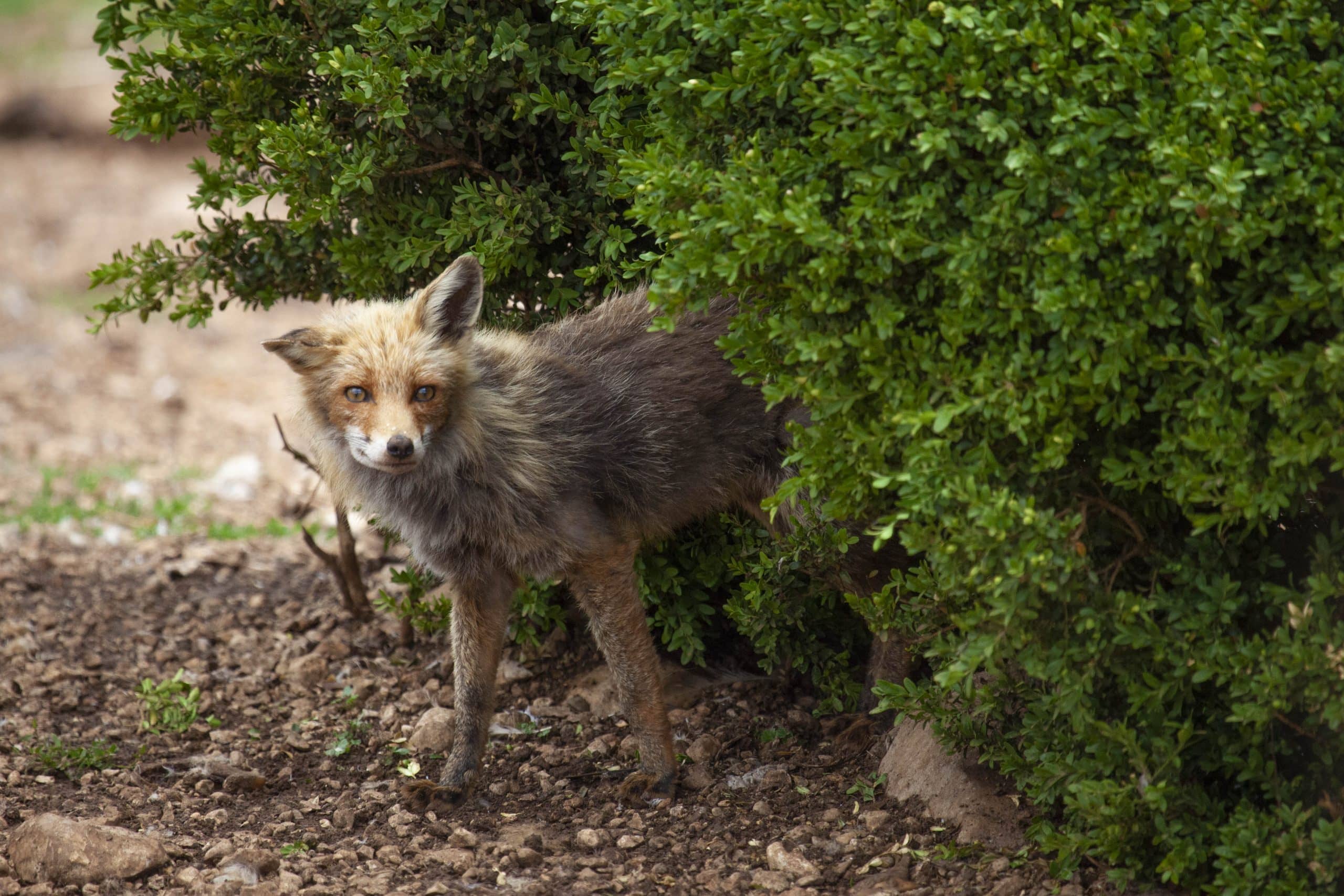 La Réserve de Boumort animaux