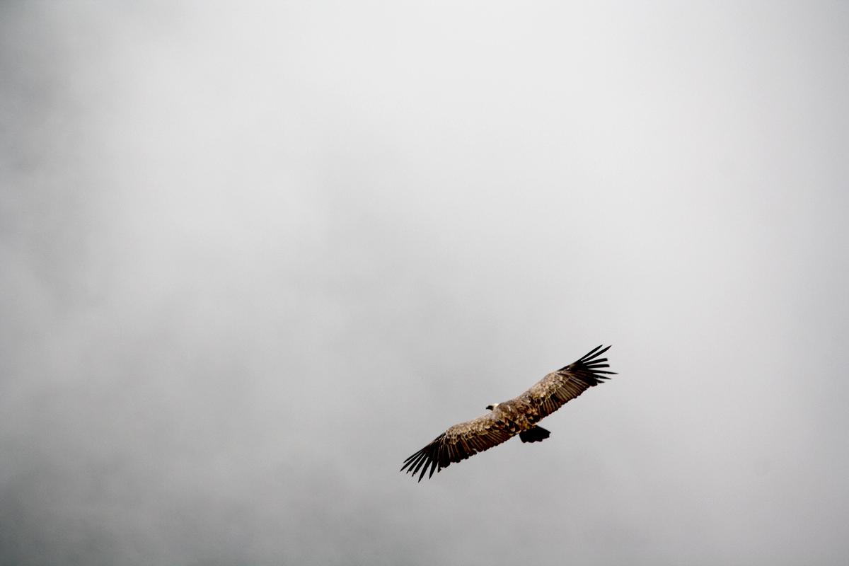 Aigles Le désert des Bardenas Reales