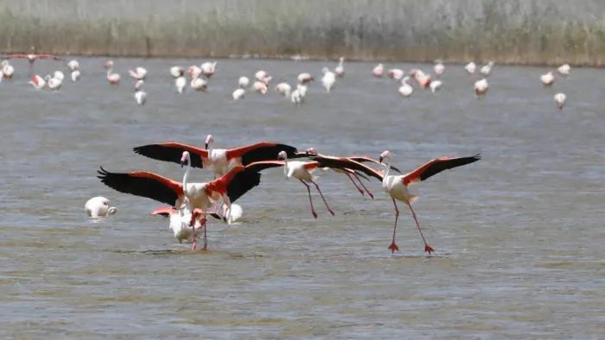 les Lagunas de la Mata y Torrevieja animaux