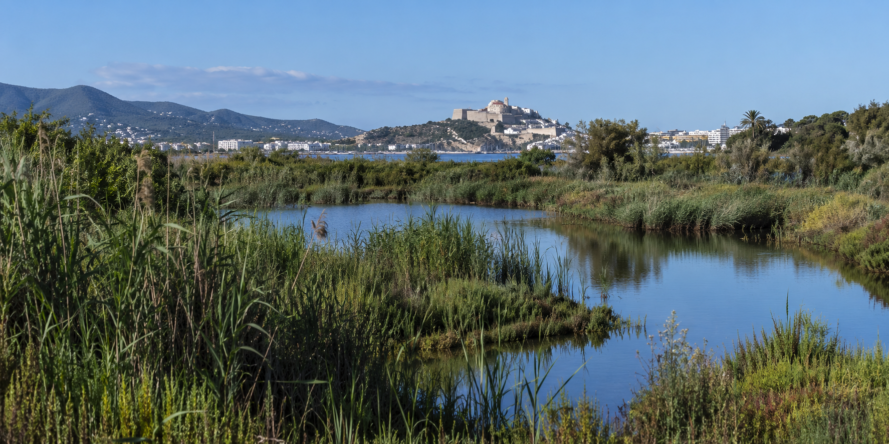 Zone naturelle de Ses Feixes à Ibiza avec roselières, zone humide et Dalt Vila en arrière-plan