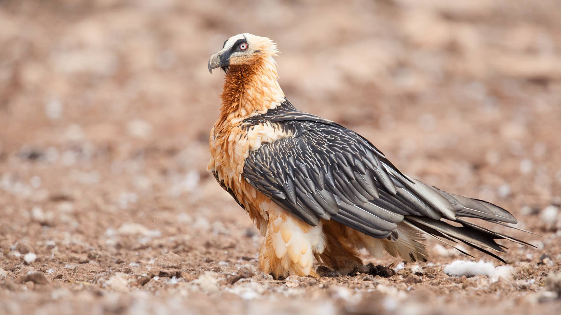 La Réserve de Boumort gypaete barbu